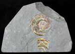 Brilliant Psiloceras Ammonite - England #25771-1